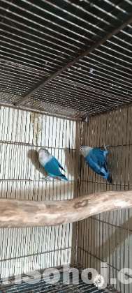 ব্লু ফিসার লাভ বার্ড মাস্টার পেয়ার